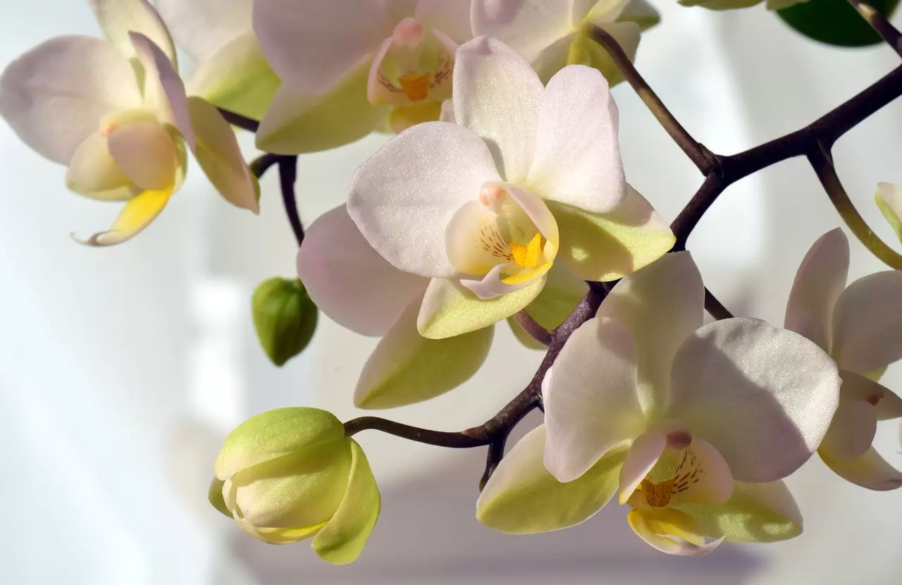 Proč orchideji zasychají a opadávají květy: Pomůže správné umístění, zálivka a péče