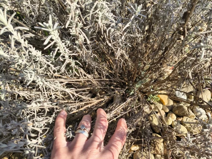 Levandule staré výhony před řezem