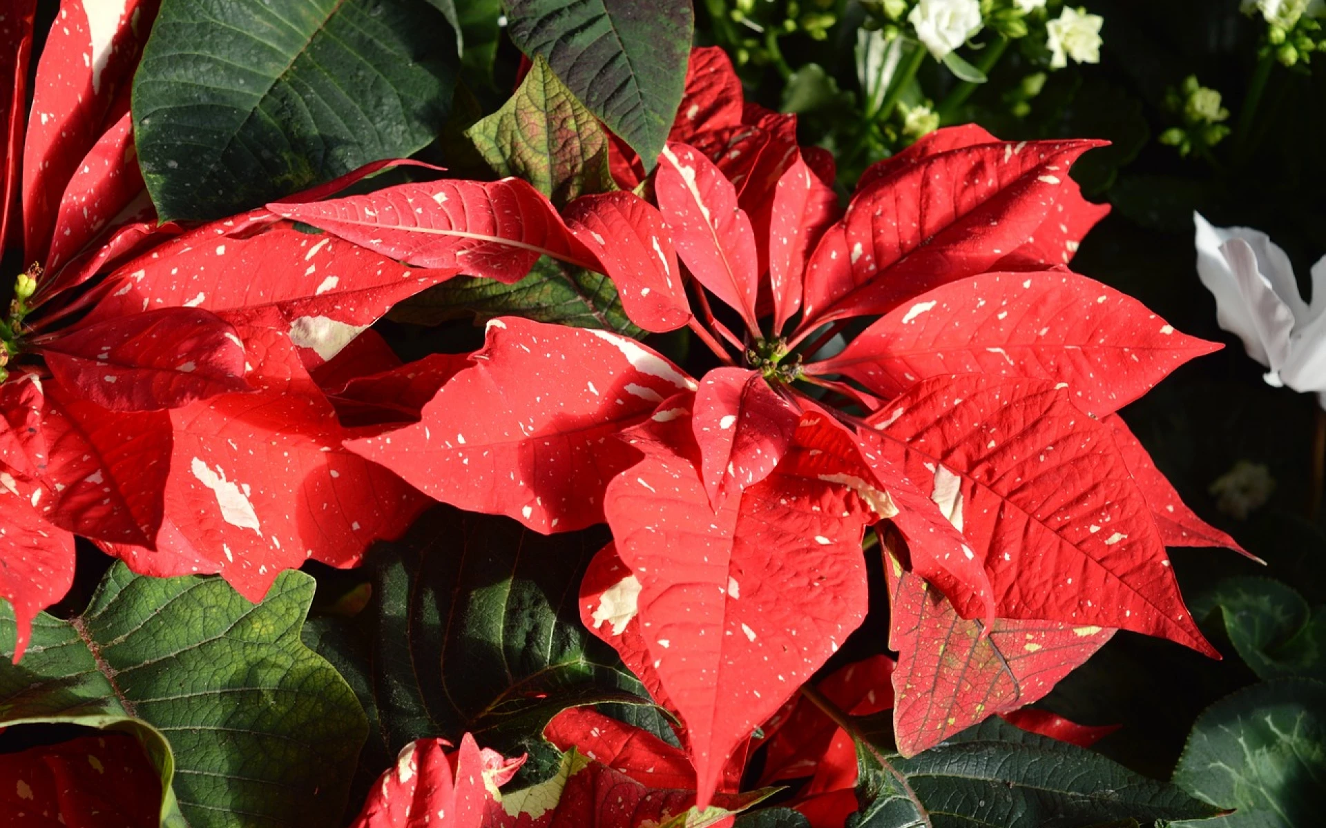 Hnojení vánoční hvězdy a její pěstování: Co vyžaduje, aby vás na Vánoce těšila svými květy