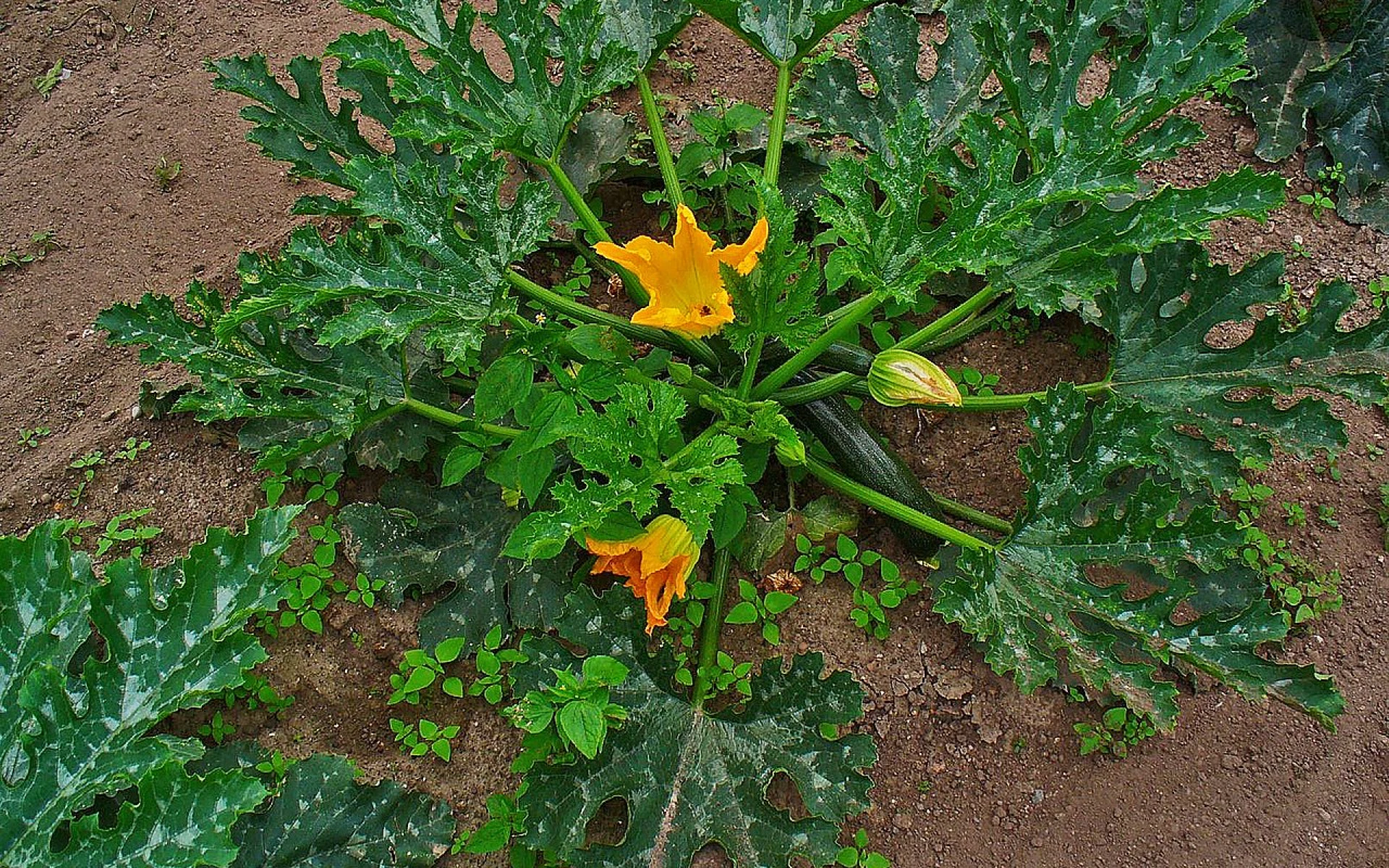 Nejčastější chyby při zalévání cuket, kterým je potřeba se vyhnout pro získání bohaté úrody