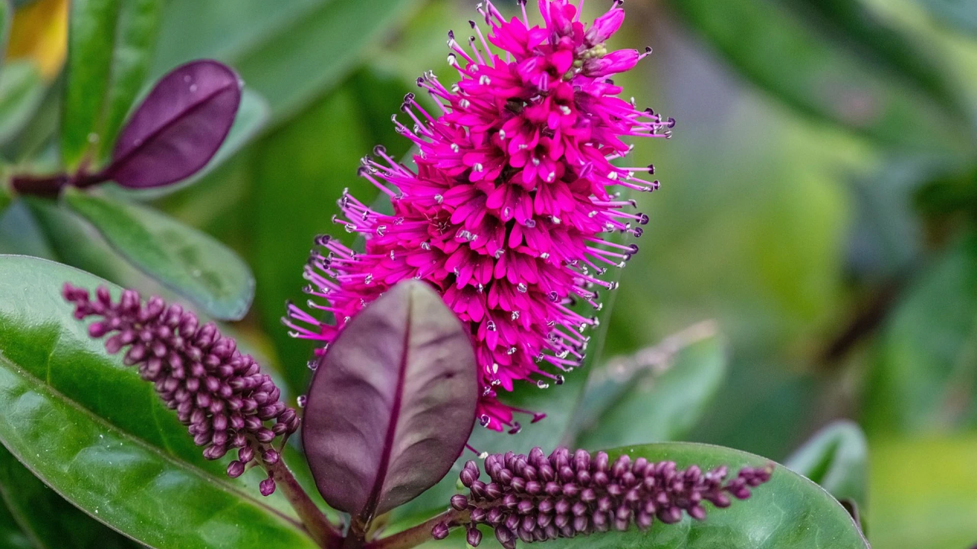 Jak a kdy stříhat hebe, abychom ho podpořili v kvetení a zdravém růstu