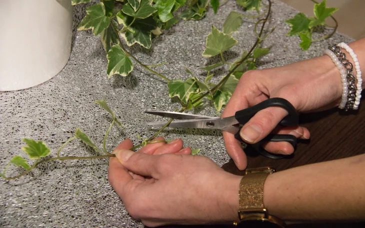 Množení břečťanu