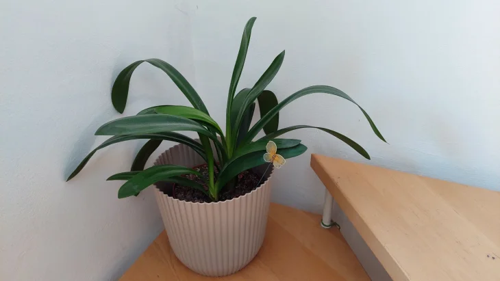 Řemenatka neboli klívie vás každou zimu potěší květy Řemenatka neboli klívie vás každou zimu potěší květy