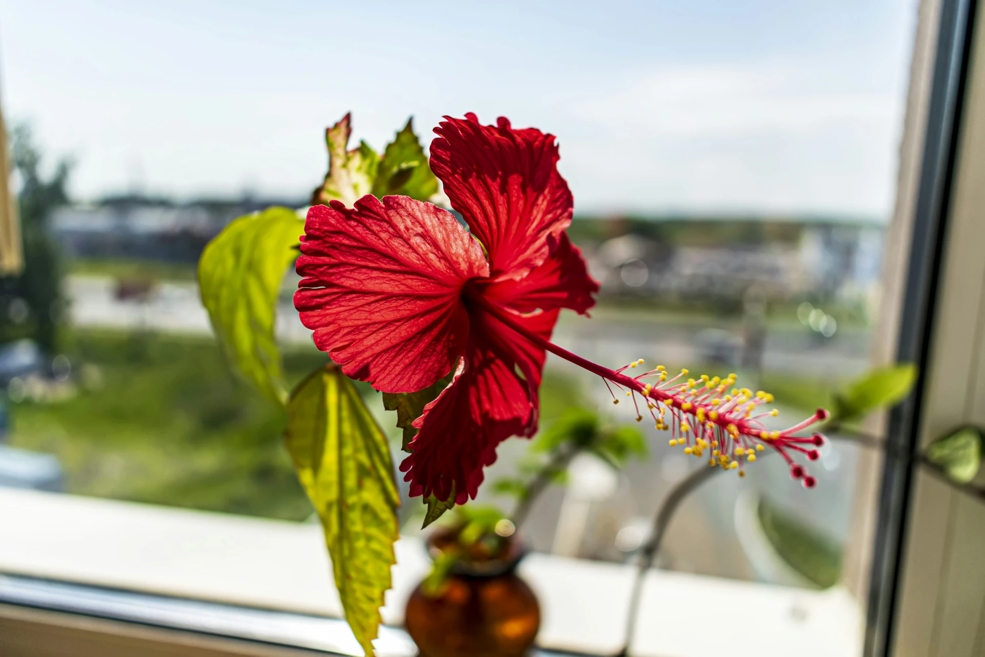 Pokojový ibišek Pokojový ibišek