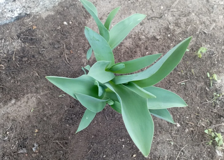 Listy tulipánů a pěstování na záhonu