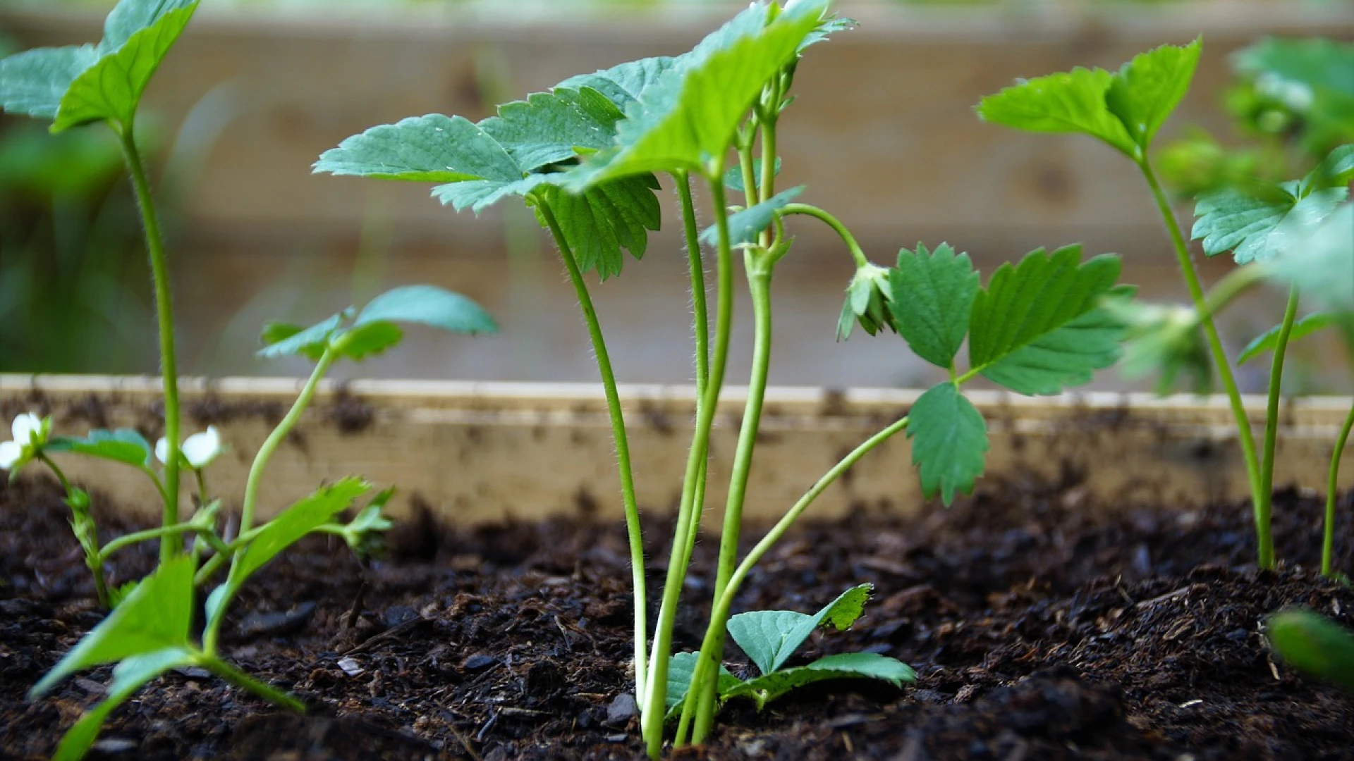 Jak v březnu pečovat o jahodníky: Díky důležitým krokům sklidíte velkou úrodu sladkých plodů