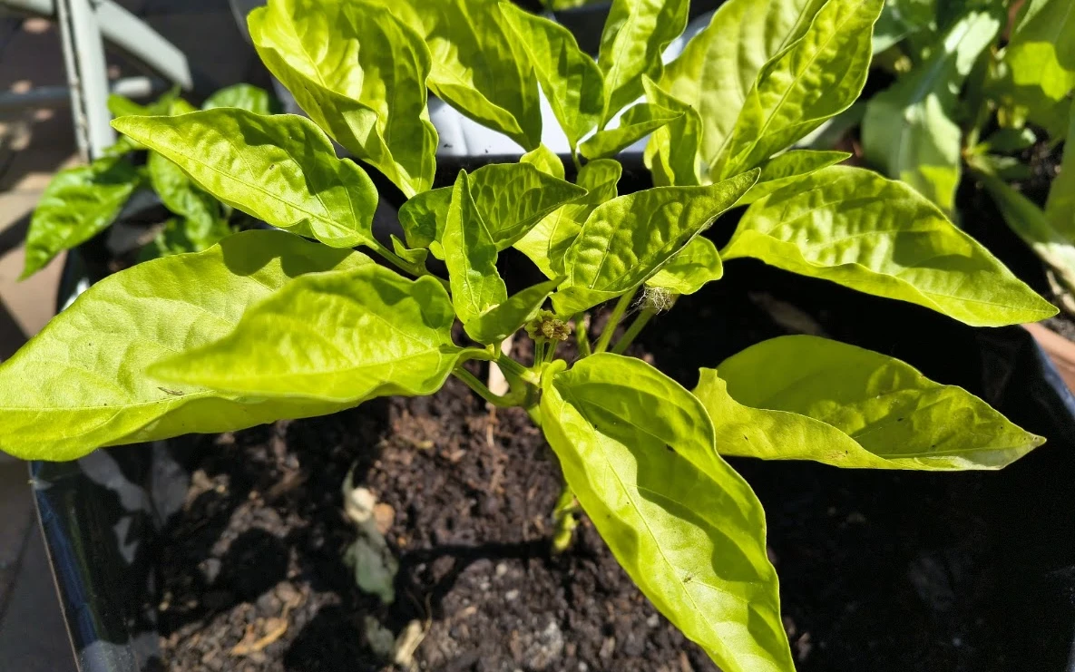 Paprika se žlutými listy