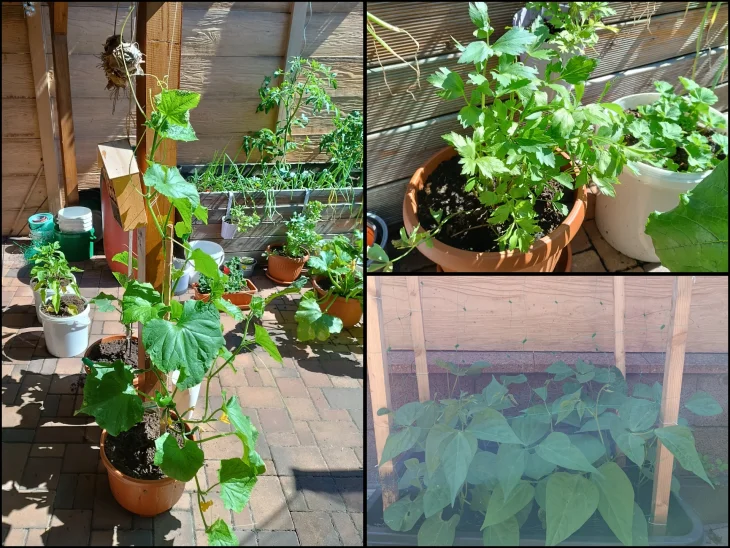 Zelenina pěstovaná v nádobách