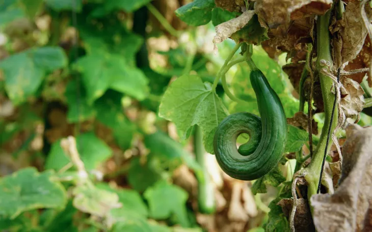 Hnojení okurek prodlouží sklizeň