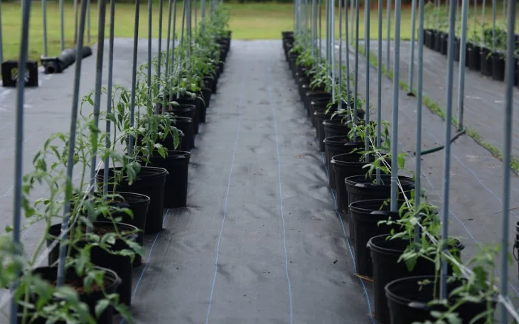Jak udržet zdravý substrát při pěstování v nádobách s rajčaty