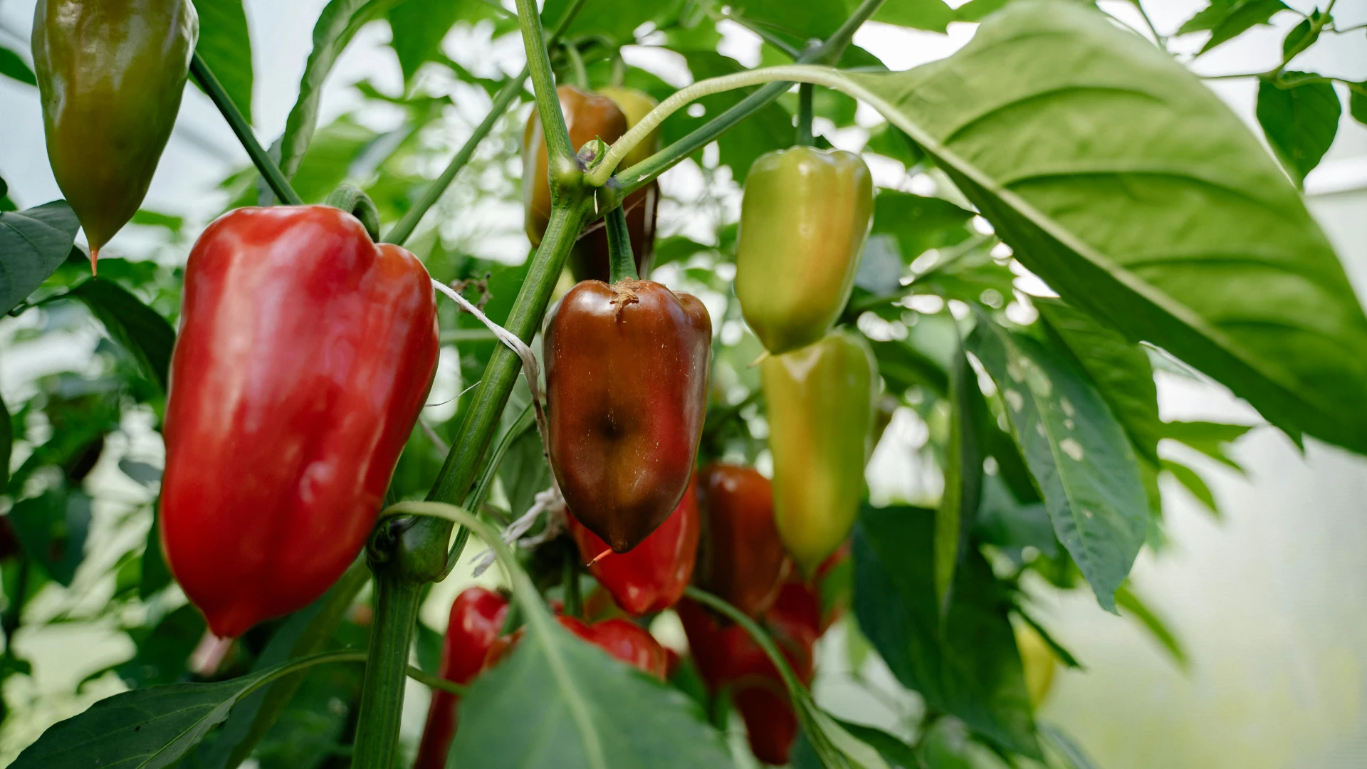 Papriky: Jak je ochránit před škůdci, chorobami a jak je podpořit v bohatém nakvétání a plození