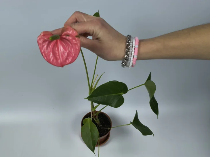 Pokojová rostlina toulitka