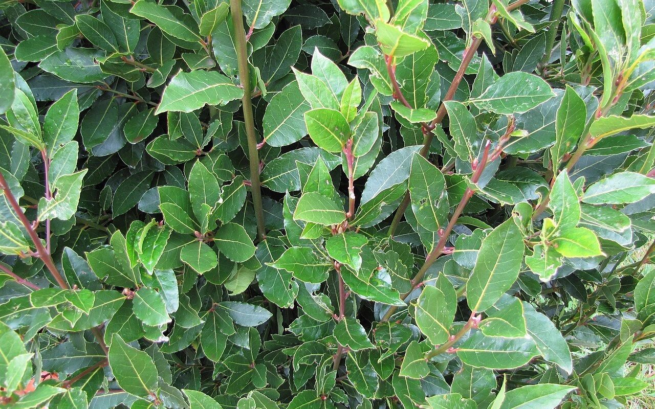 Zdravý a bujný bobkový list? Stačí vědět, kdy a jak ho stříhat pro růst i výraznou chuť