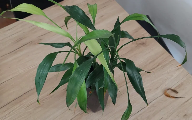 Pěstování šťastného bambusu pro štěstí