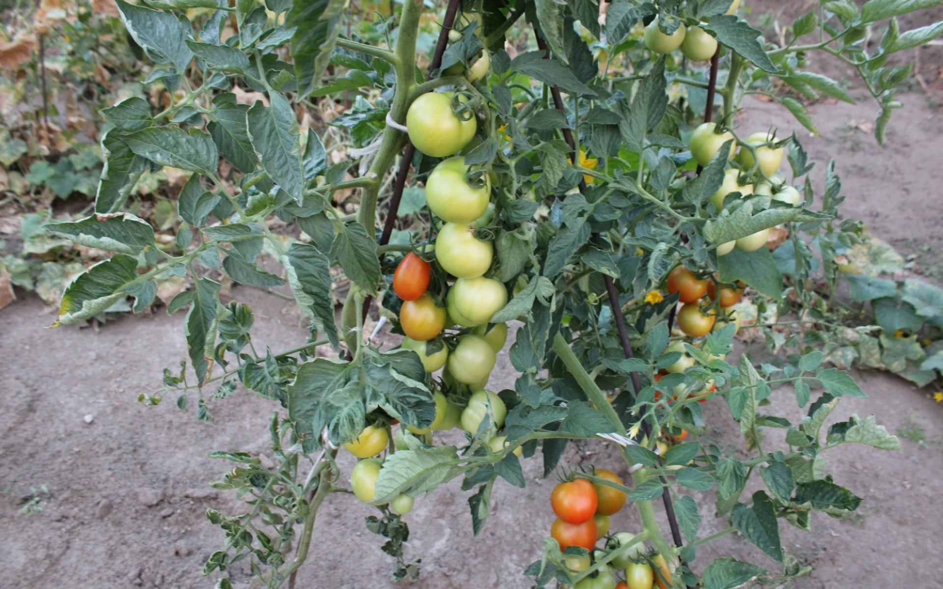 Rajčata lze sklízet až do října