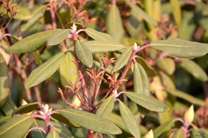 Rododendron po odkvětu se zelenými listy