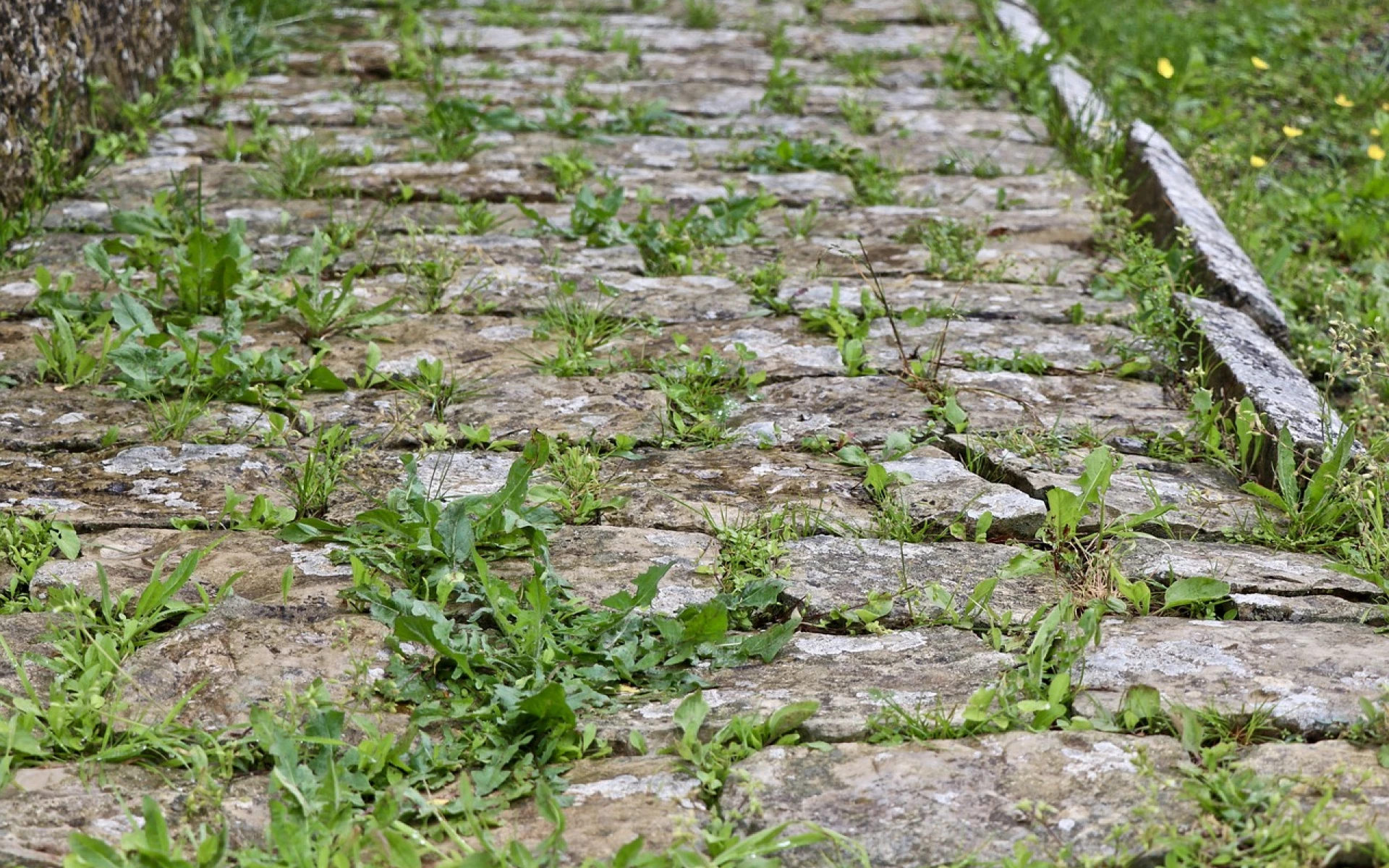 Plevel na zahradě vás trápit nemusí, připravte na něj postřik, který má maximální účinky