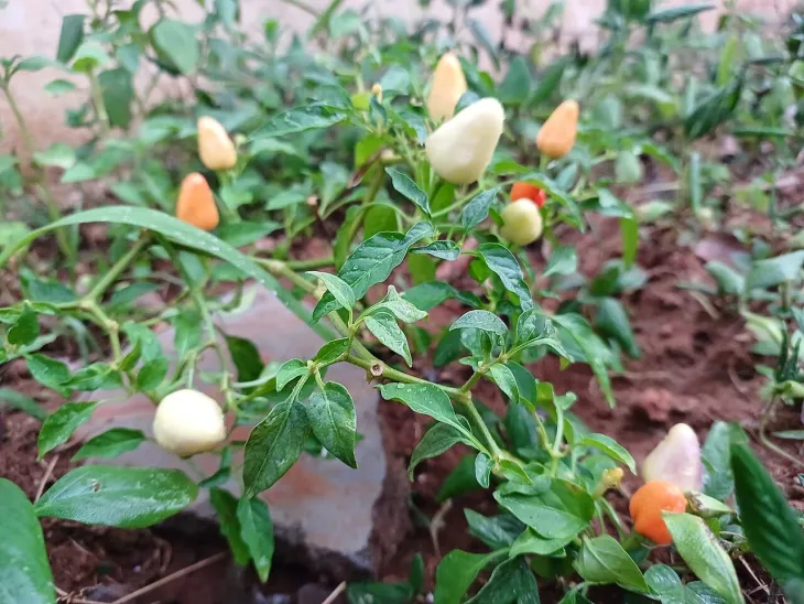 Chilli papričky