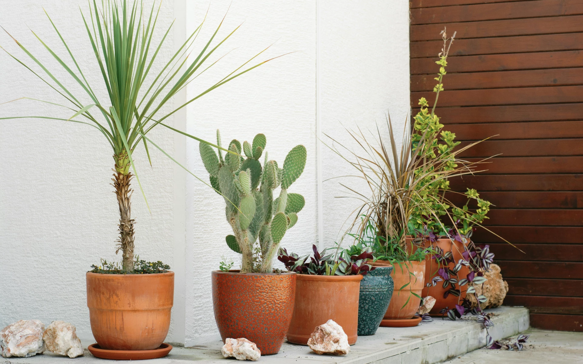 4 krásné stínomilné pokojové rostliny, které přináší štěstí a mnoho toho vydrží. Máte je doma?