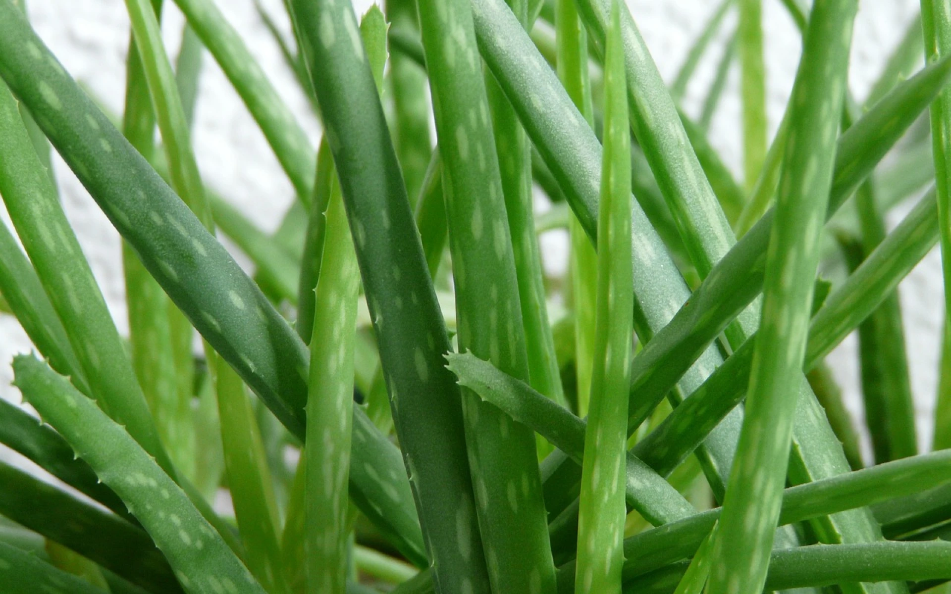 Jak posílit kořeny rostlin? Snadno a jednoduše díky medu, octu či gelu z aloe vera