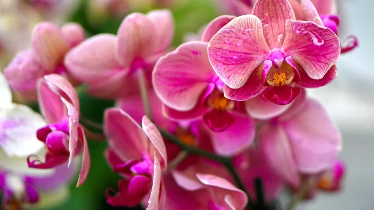 Orchidej