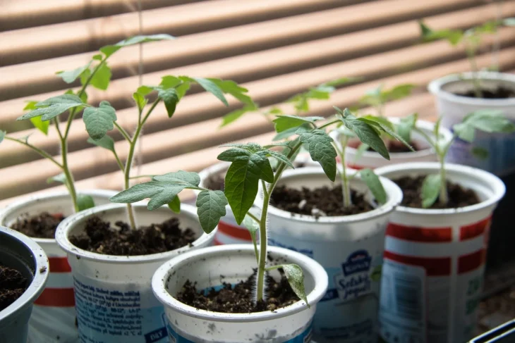 Sazenice rajčat budou silné, pokud se vyhnete chybám při výsevu
