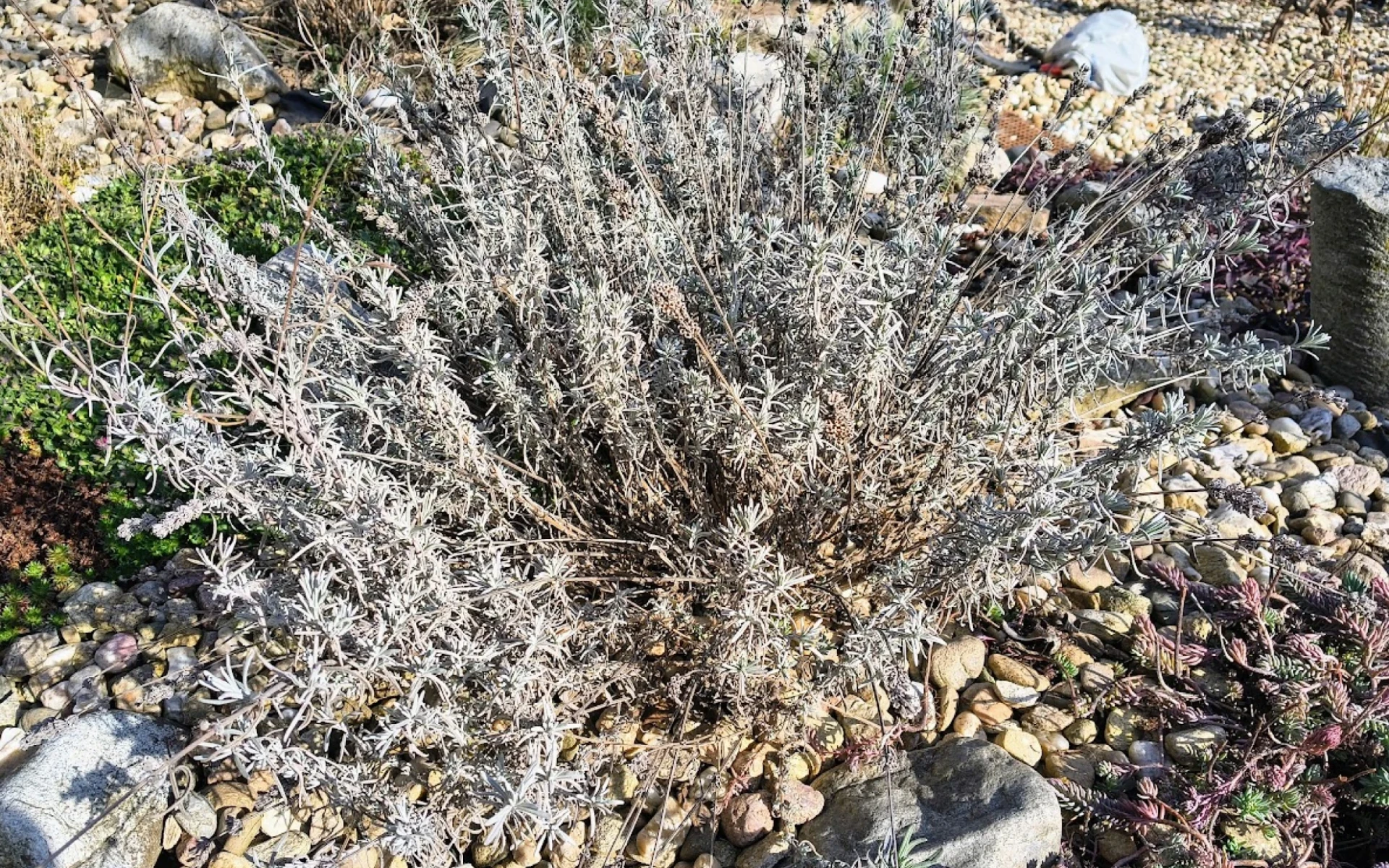 Levandule na jaře před řezem