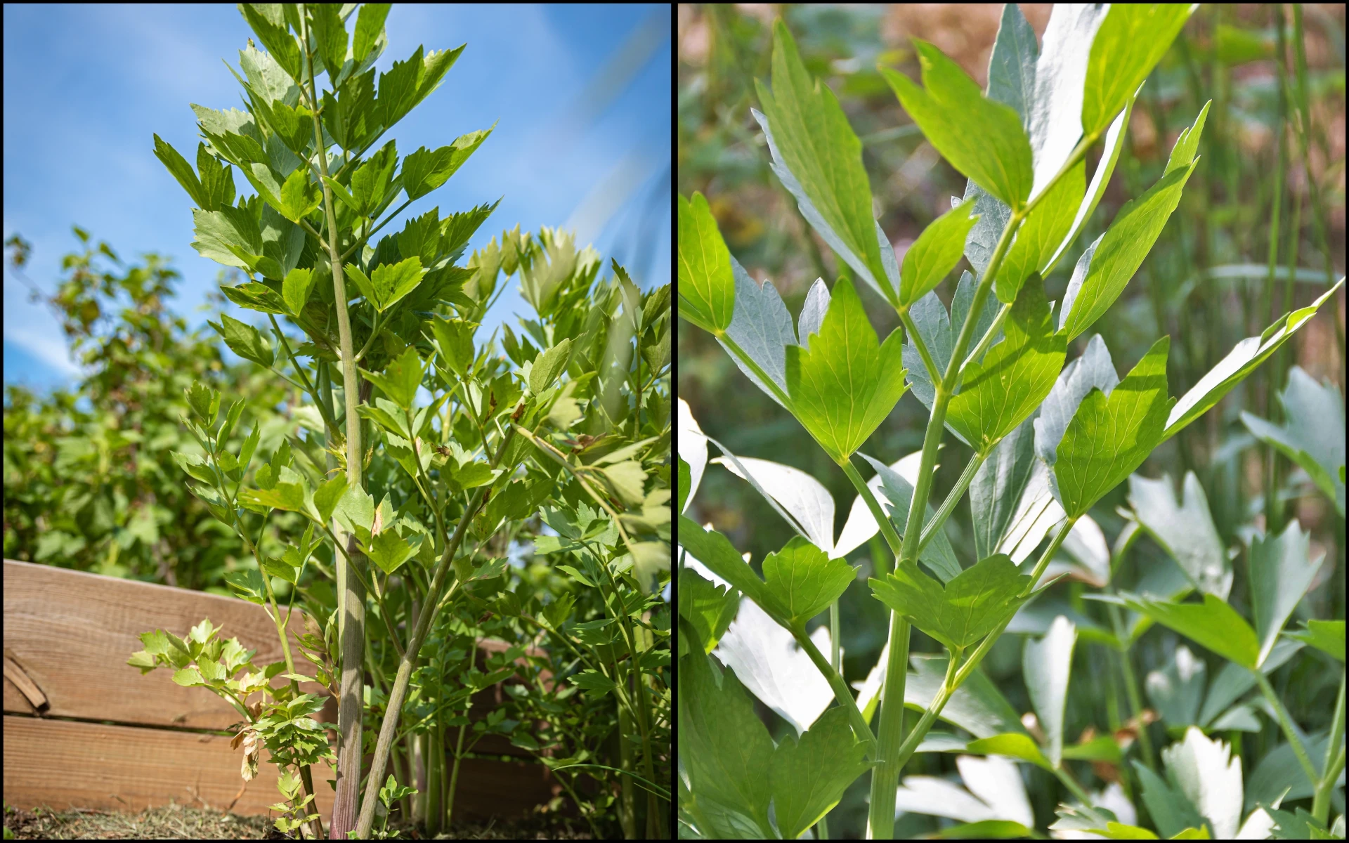 Zelené listy libečku