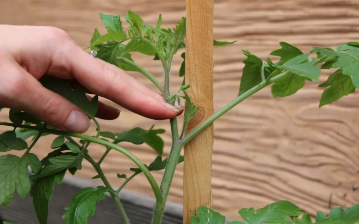 Zálistek na rajčeti