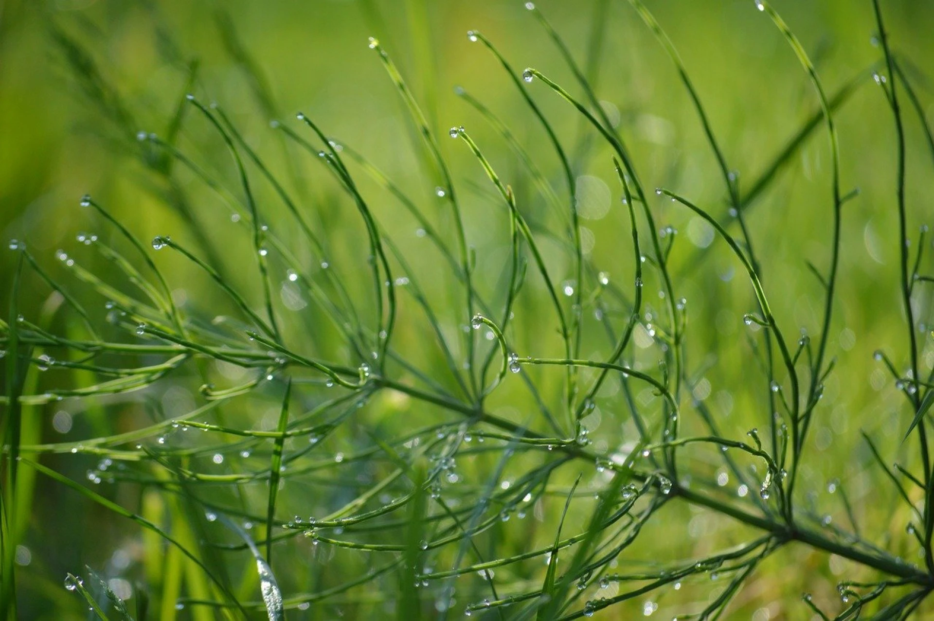 Přeslička Přeslička