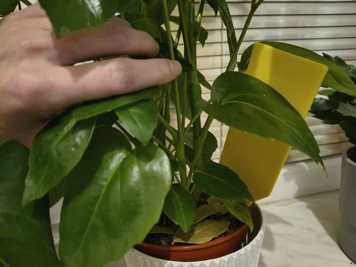 Rostlina se žlutou lepovou destičkou a vavřínem na substrátu