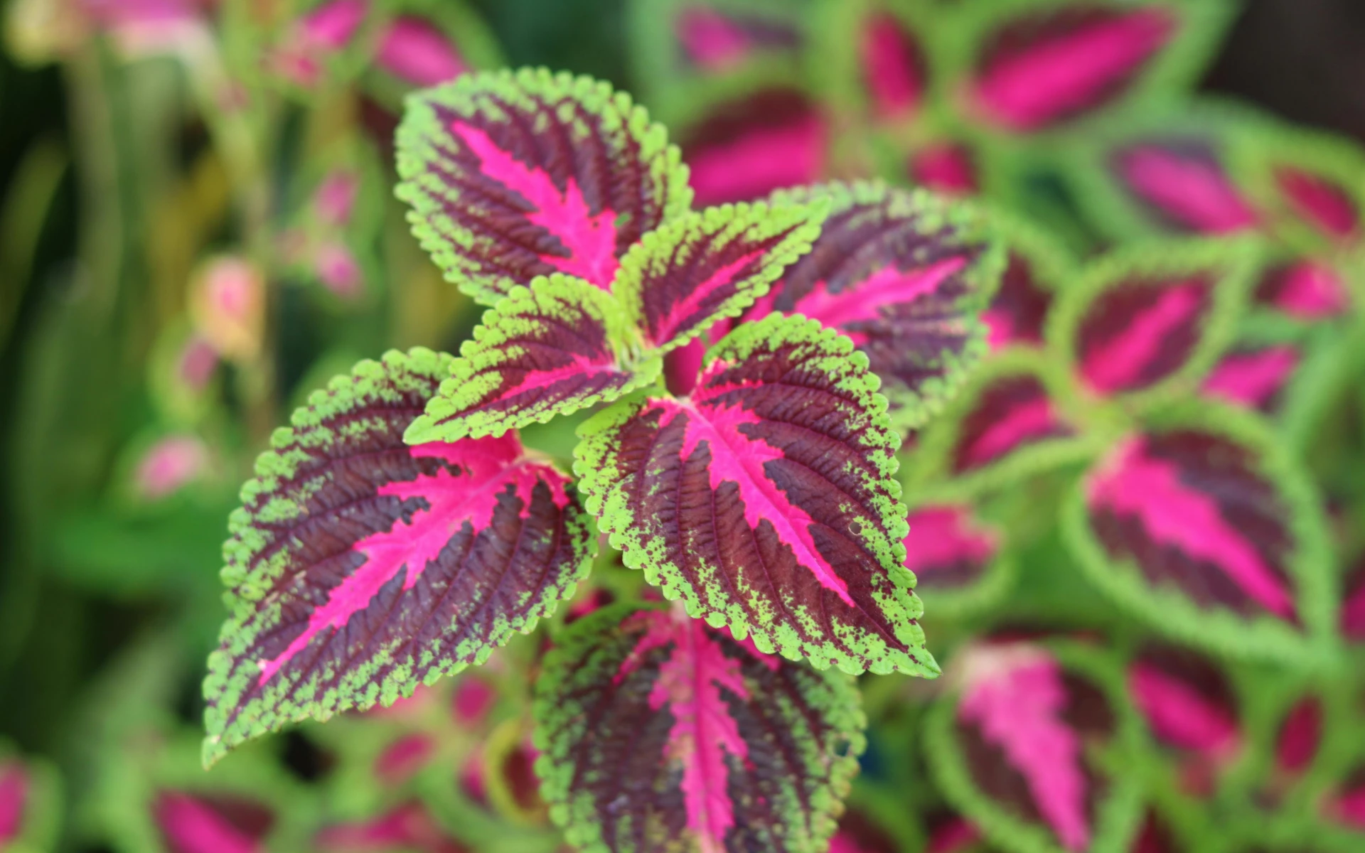 Jak zazimovat okrasnou kopřivu, aby vybarvila své listy i v příštím roce