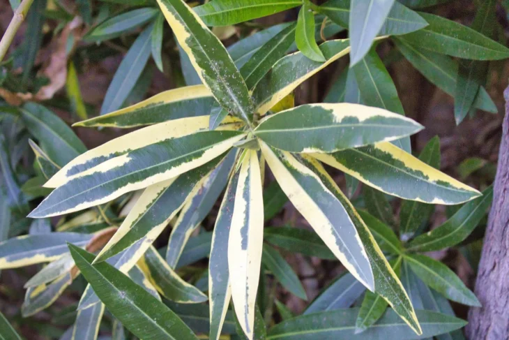 Listy oleandru, na kterých jsou jemné pavučiny se sviluškami