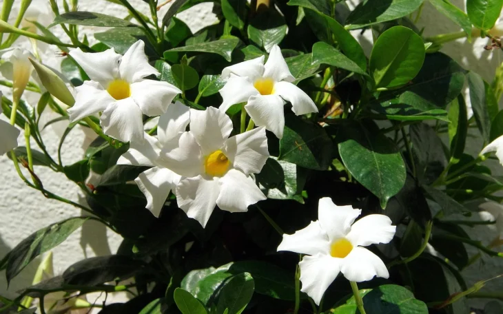 Bílé květy mandevily