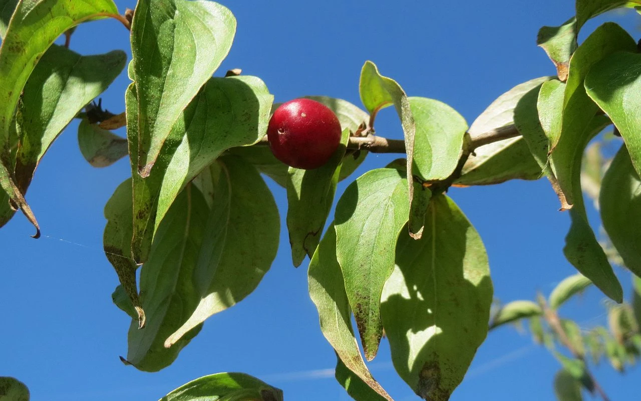Plody tohoto keře obsahují víc vitamínu C než šípky. Naučte se, jak ho správně pěstovat a využít