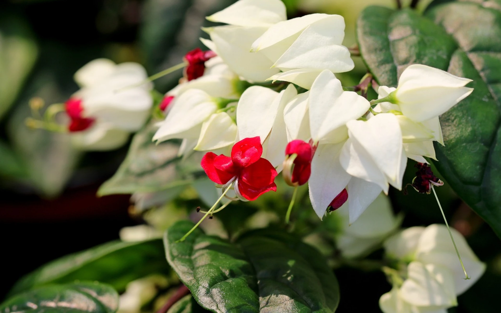 Jak pěstovat blahokeř, který vás ohromí dvojí krásou: Osvojte si jednoduché pěstitelské kroky