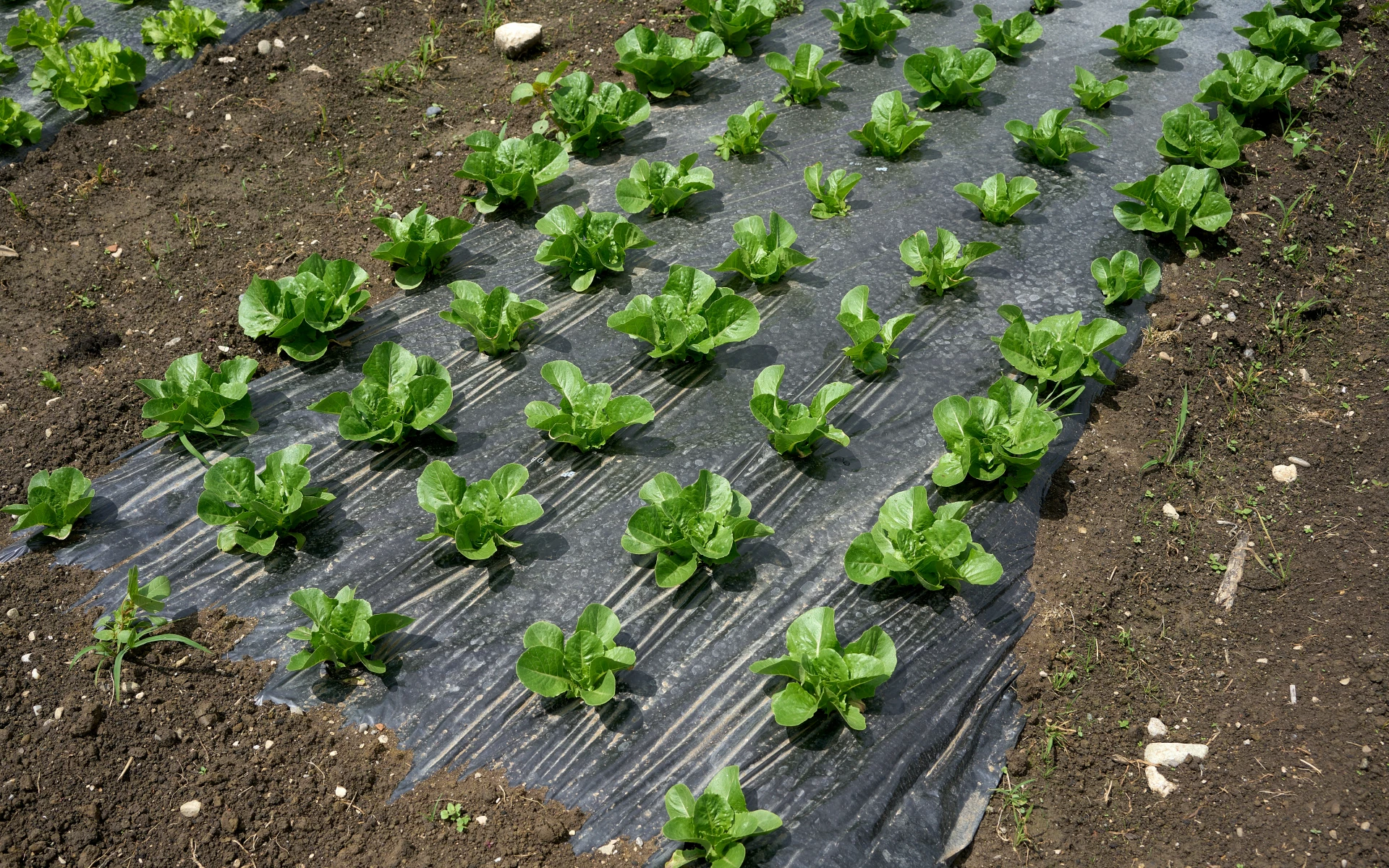 Podpořte zdravý růst salátů a vyhněte se nejčastějším chybám, kvůli kterým se jim nedaří