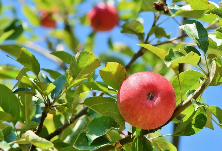 Jabloň