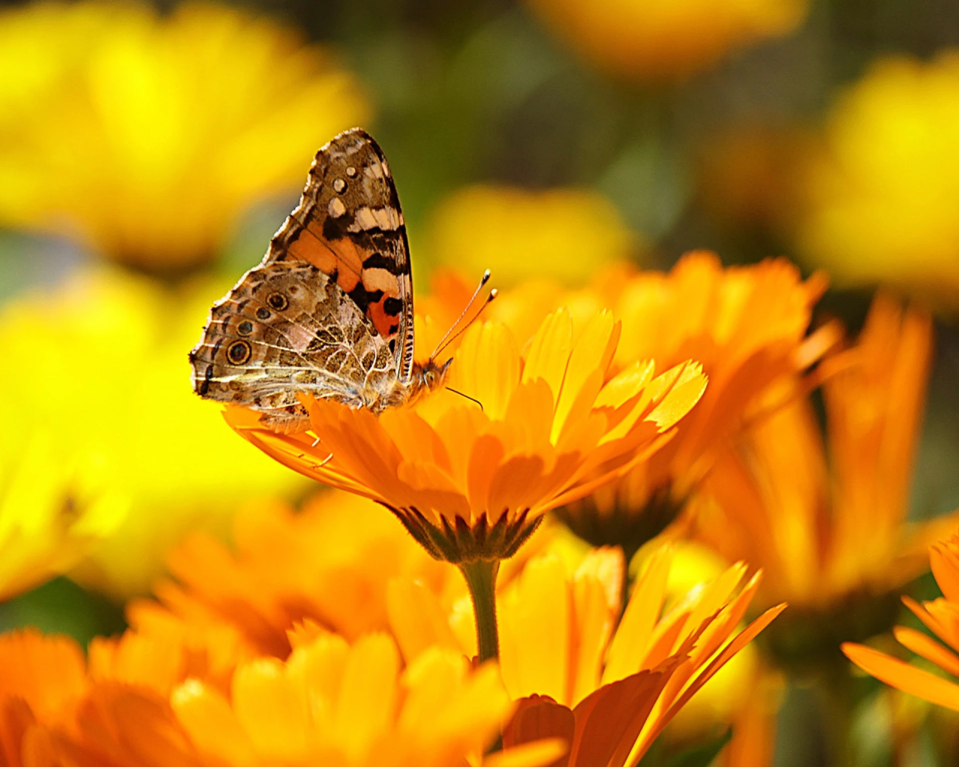 Měsíček lékařský