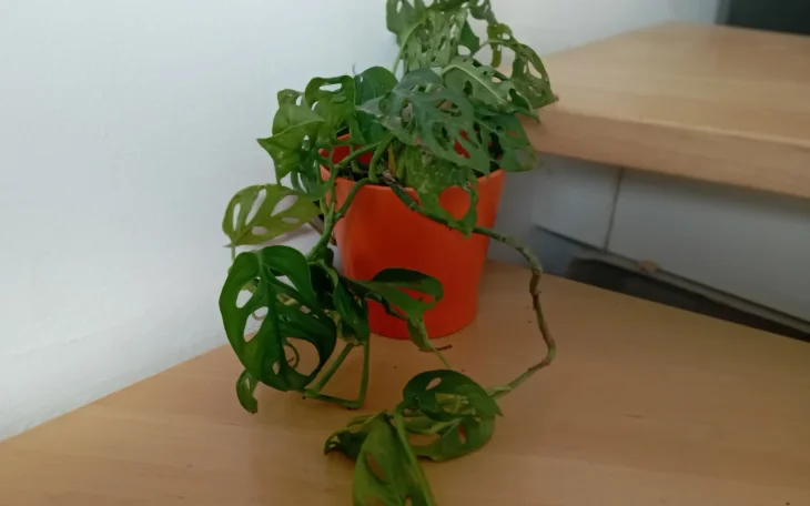 Pěstování opičí monstery