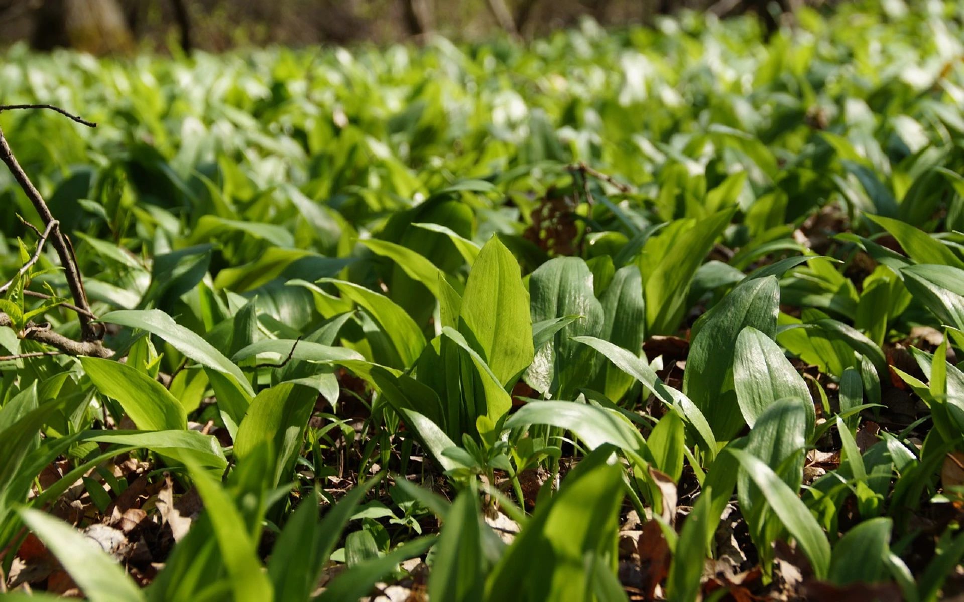 Medvědí česnek: Nyní nastal čas pro jeho pěstování. Jak postupovat, abychom sklízeli po koších?