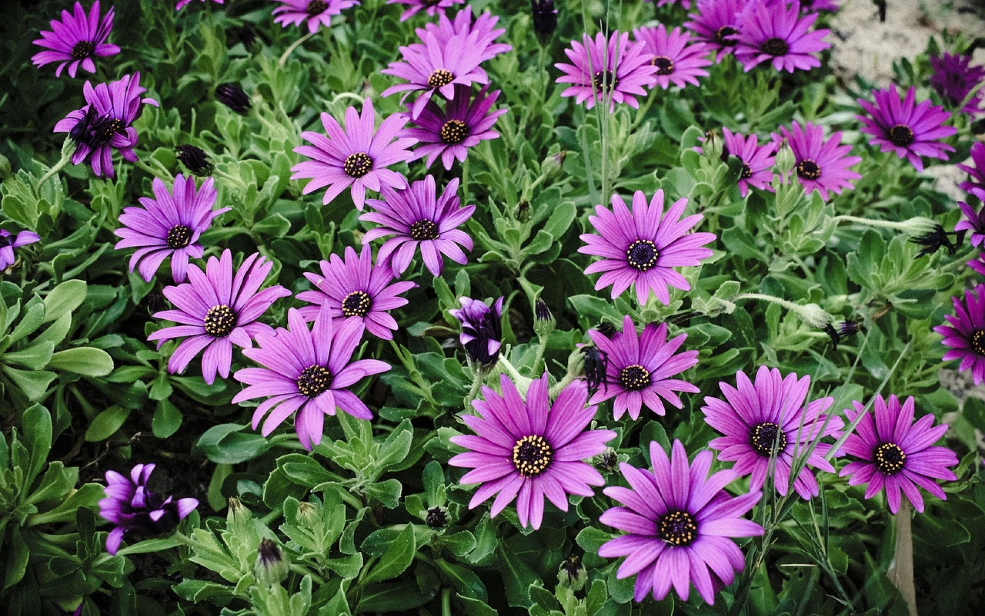 Africká kopretina: Když víte, jak na ni, kvete i několikrát za sezónu