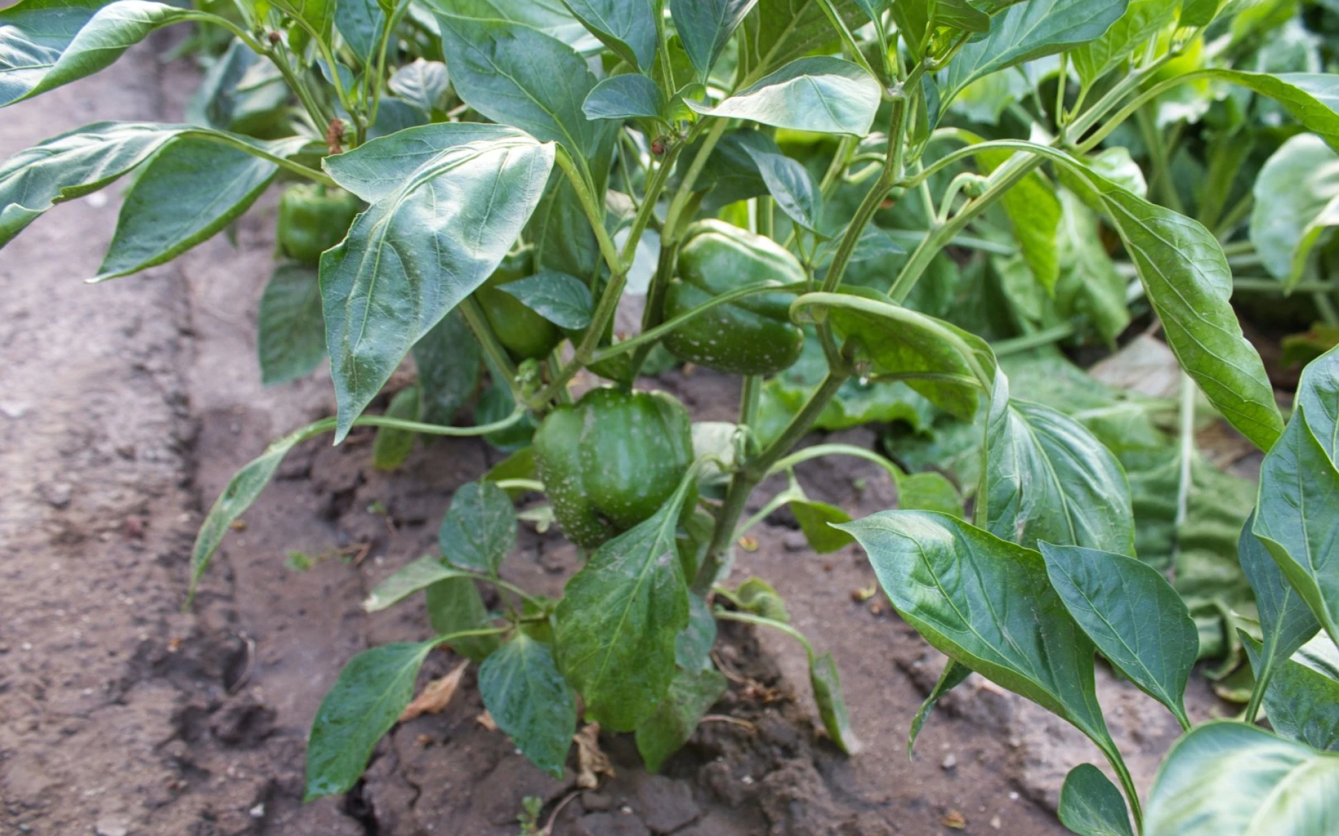 Pěstování paprik: Nejčastější chyby, které vedou k nižší úrodě, vyhněte se jim