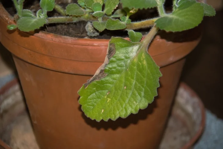 Hnědé listy u rýmovníku