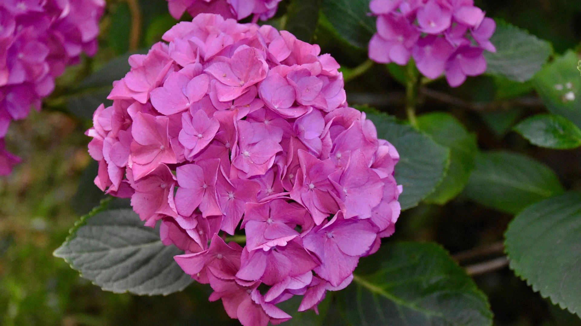 Hortenzie: Při jejich řezu a pěstování se vyhněte chybám, jinak by vám nemusely kvést