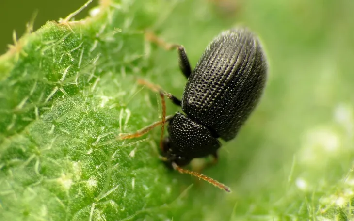 Dřepčík (Epitrix)