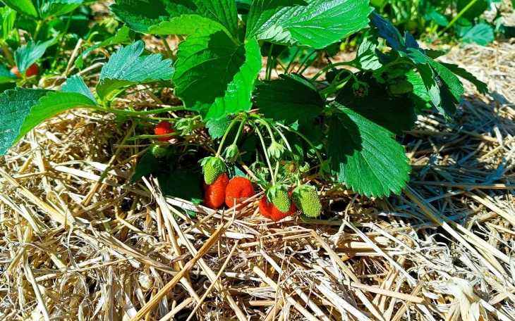 Jahody pěstování na slámě