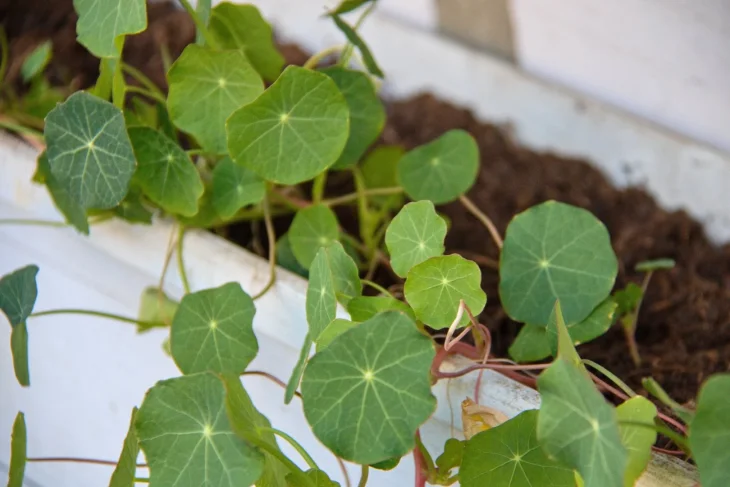 Lichořeřišnice v květináči