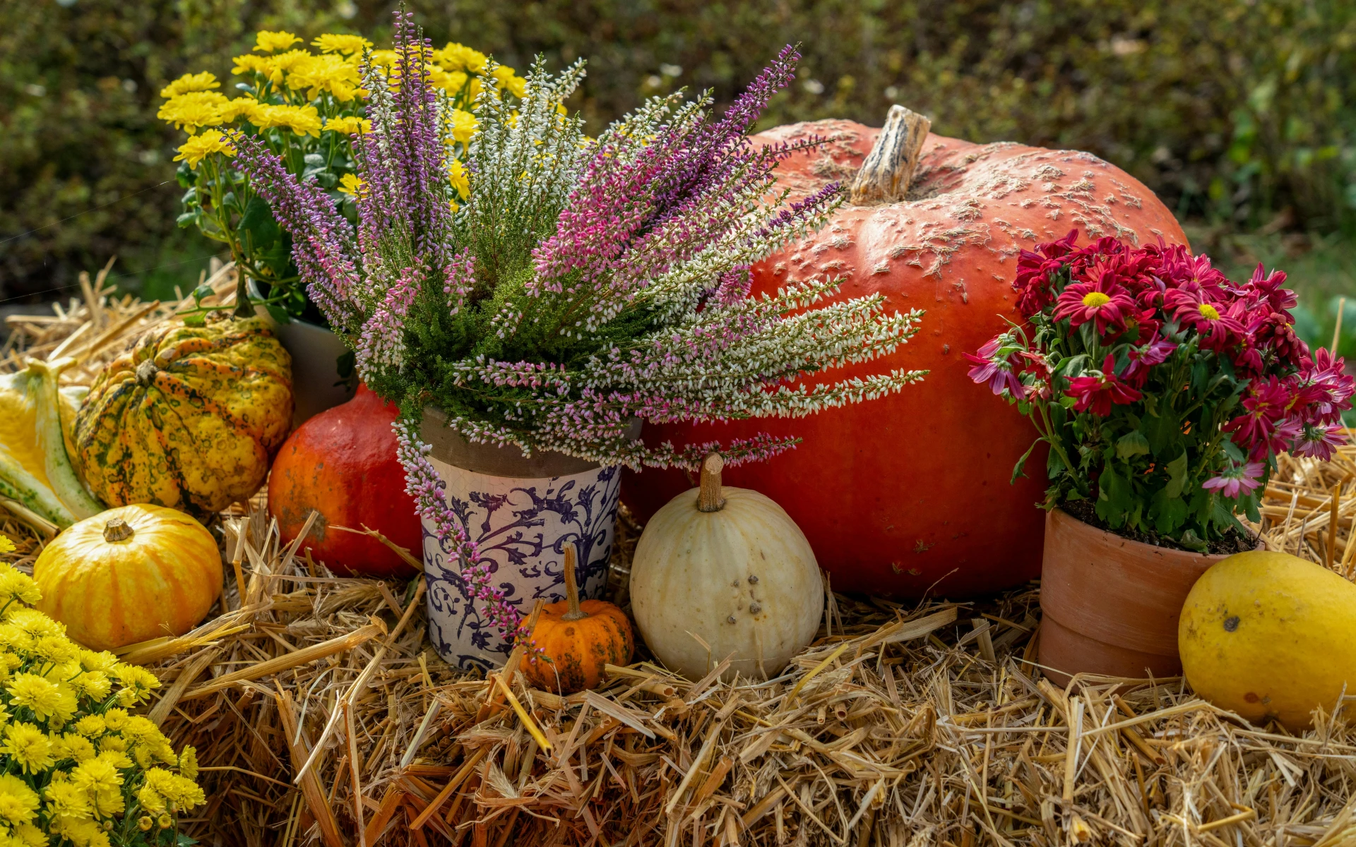 Hnojení vřesů zajistí bohatě a dlouho kvetoucí rostliny. Stačí jen zvolit správné ingredience