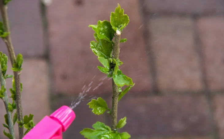 Postřik na mšice, který opravdu funguje